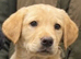 Beautiful Yellow Labrador Retriever Puppies - Working Lines
