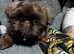 Gorgeous 6 month old male Shihtzu chocolate