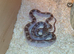 White sided black rat snake