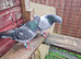 Janssen pigeons