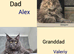 Big Maine Coon Boys Available