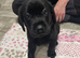 Ready to leave in 7 days 3 Labrador puppies left