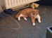Female cat