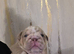 British bulldog pups