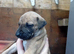 Beautiful bull whippet pups
