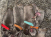 Fluffy French bulldog puppies