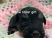 F1 Toy Schnoodles