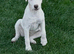 Jack Russell Bitch Puppy for sale