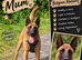 Belgian Malinois Puppies – 4 Girls & 3 Boys