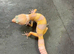 Cb26 baby leopard geckos WOW AMAZING