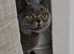 Female British Blue