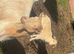 Two female goat kids