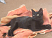 Male kitten