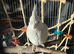8 month old female cinnamon pied cockatiel