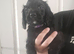 Working cocker spaniel pups