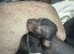 Chinese crested cross miniature dachshund