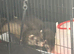 Ferret cross polecats 3 left