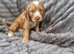 Beautiful Cockerpoo Puppies