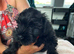 2 beautiful girls left !!!  Ready now