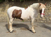 13.2 cracking superstate 13.2 cob gelding been there done it