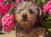 Beautiful Yorkie pups looking for there forever homes