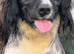 Cocker spaniel