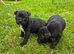 Staffie puppies for sale