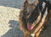 German shepherd bitch for sale