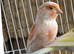 Young male canary