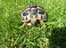 3 year old male tortoise & wooden cage