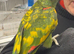 yellow crowned Amazon (male)