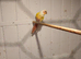 Nice pair conures for ssle will swop.on budgies.boarkes.kaks