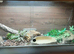 Caramel Ball Python