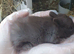 Netherland Dwarf Kits