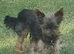 Very tiny Yorkshire terrier