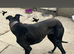 Black male Greyhound
