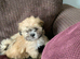 Adorable Lhasa Apso Boy puppies for sale