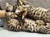 Full pedigree registered bengal kitten