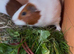 Baby guinea pigs