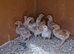 Oprington bantams