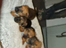 Border pups