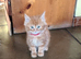 Glorious Ginger Fluffy Persian XTabby kittens