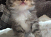 Beautiful British long haired kittens