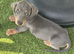 Miniature dachshund puppies