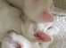Four white male kittens are ready for their new home.