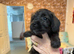 Jackapoo F1 Puppies