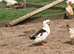 4 Drakes for sale (3 x Cayuga , 1 x Magpie)