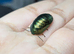 Emerald roaches (Mixed sizes)