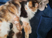Calico and maincoon kittens
