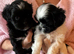 Pure bred Lasa Apso pups